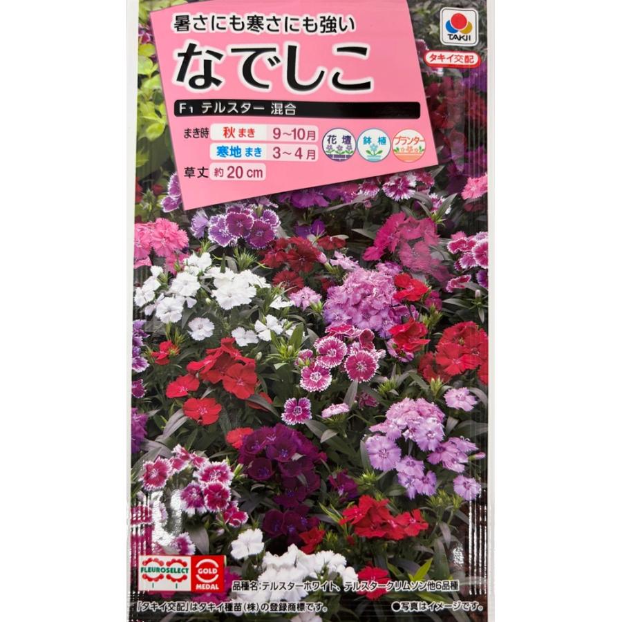 花種子 なでしこ F1テルスター混合 タキイ種苗のタネ : Gardener s