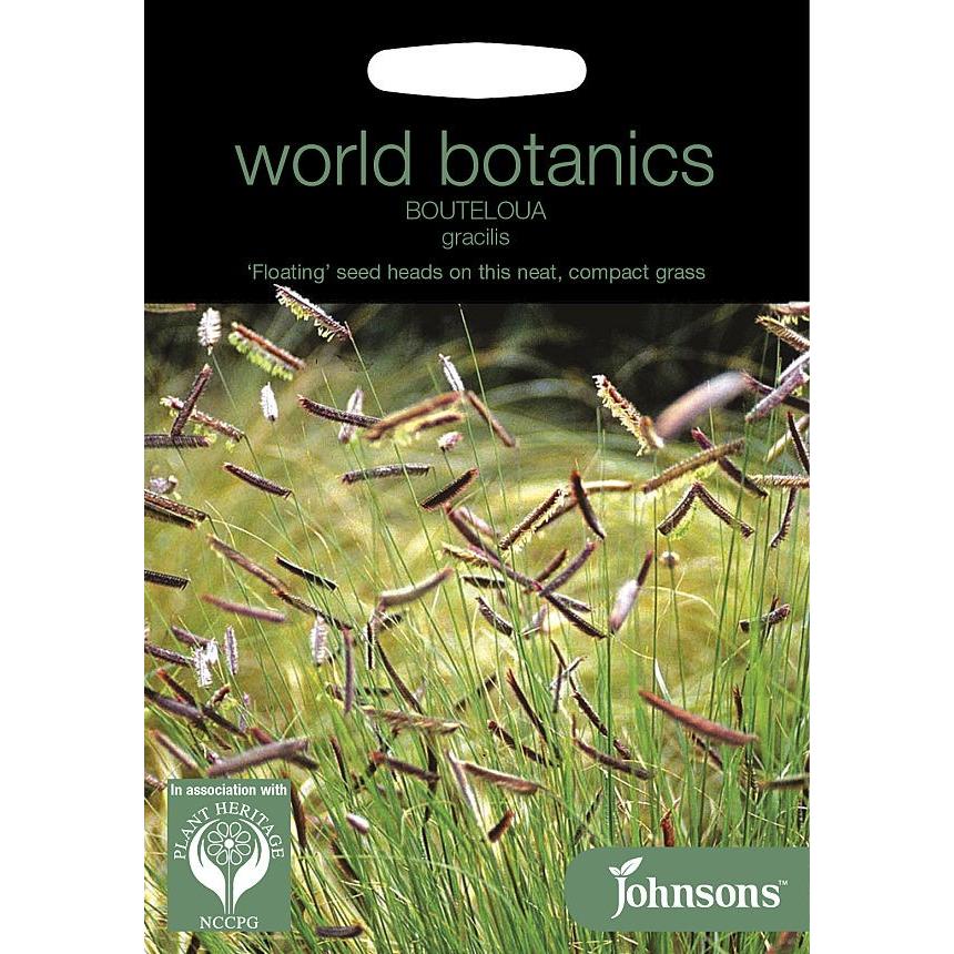 【輸入種子】 Johnsons Seeds world botanics Bouteloua gracilis ボウテロウア（メダカソウ）・グラシリス ジョンソンズシード
