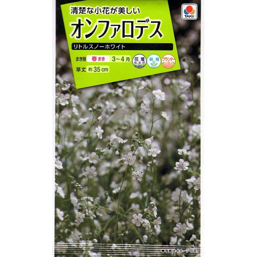 オンファロデス種子　花の種子 花種子 オンファロデス リトルスノーホワイト タキイ種苗のタネ