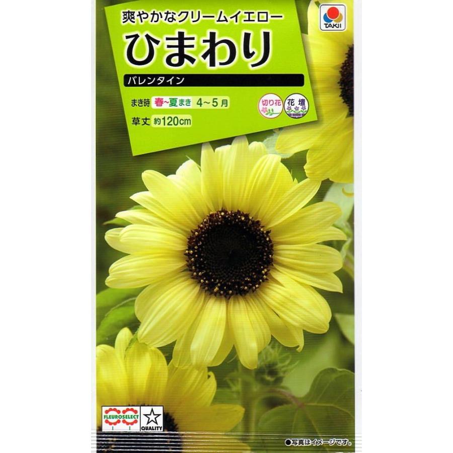 花種子 ひまわり バレンタイン タキイ種苗のタネ : Gardener s Shop