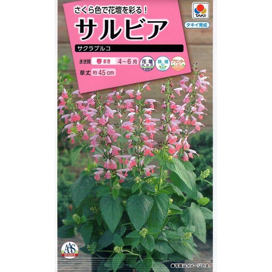 種子 サルビア サクラプルコ タキイのタネ 農林水産省品種登録 品種番号 品種名 Tl5 Hanatane 807 Gardener S Shop Ivy 通販 Yahoo ショッピング
