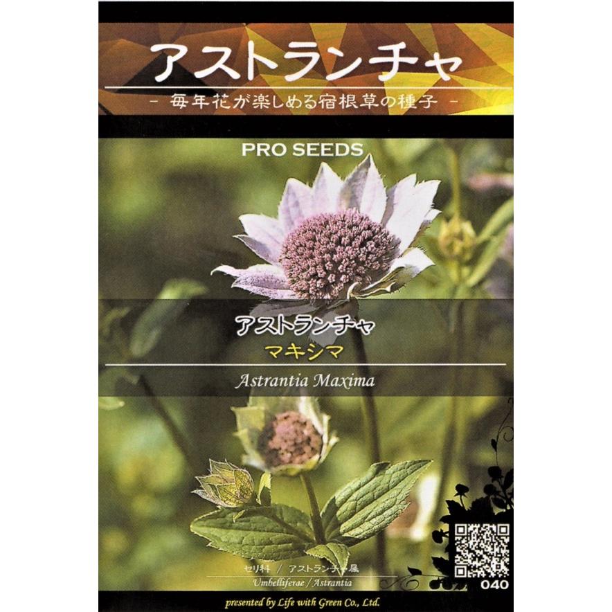 種子 アストランチャ マキシマ Life With Green Hanatane 959 Gardener S Shop Ivy 通販 Yahoo ショッピング