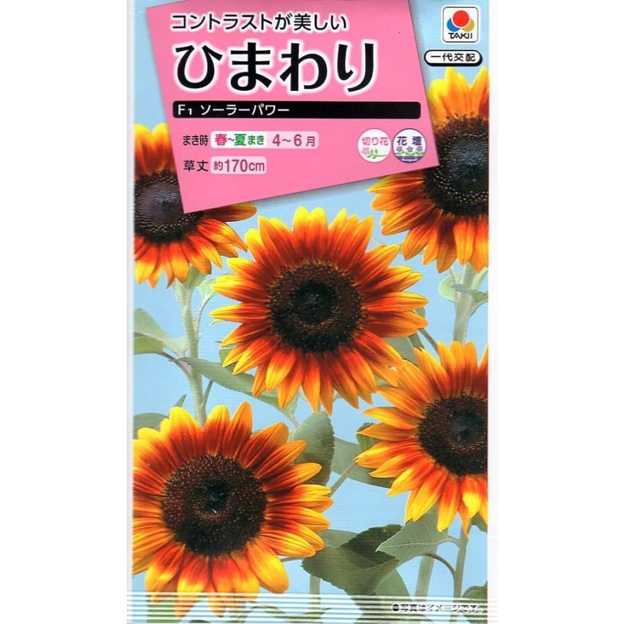 ひまわり取引 種子】ひまわり F1 ソーラーパワー タキイ種苗のタネ : Gardener s
