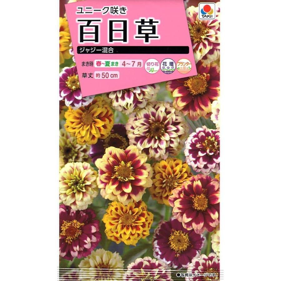 花種子 百日草（ジニア） ジャジー混合 タキイ種苗のタネ : Gardener s