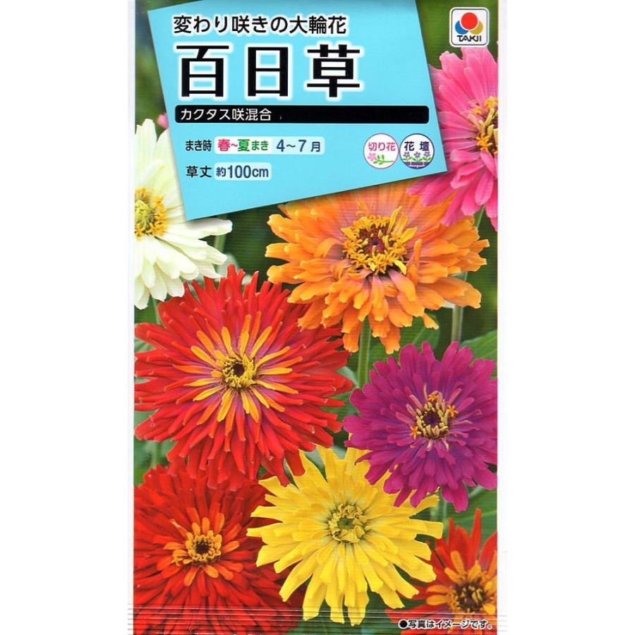 百日草カクタス咲き色混合の種 花種子 百日草（ジニア） カクタス咲混合 タキイ種苗のタネ : Gardener