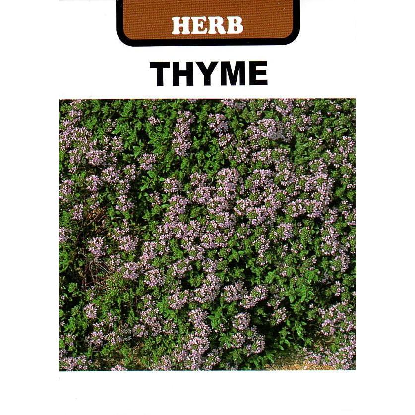 種子 クリーピングタイム 藤田種子のタネ Herb 024 Gardener S Shop Ivy 通販 Yahoo ショッピング