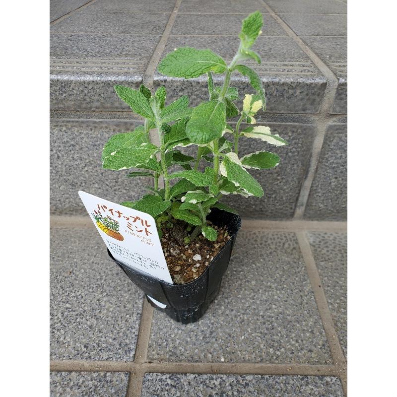 ハーブ苗 パイナップル ミント 9cmポット 1苗 : Gardener s Shop Ivy