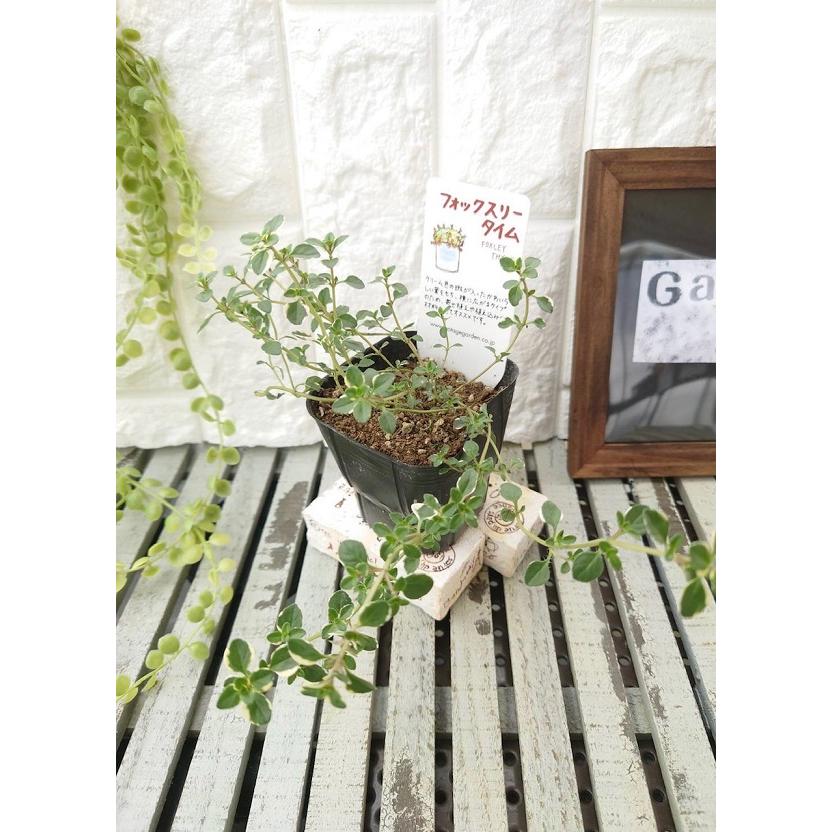 ハーブ苗】 フォックスリータイム 9cmポット 1苗 : Gardener s