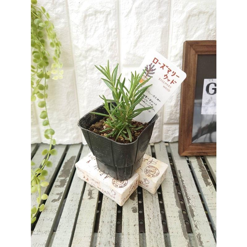 ハーブ苗 ローズマリー ウッド 9cmポット 1苗 : Gardener s Shop Ivy