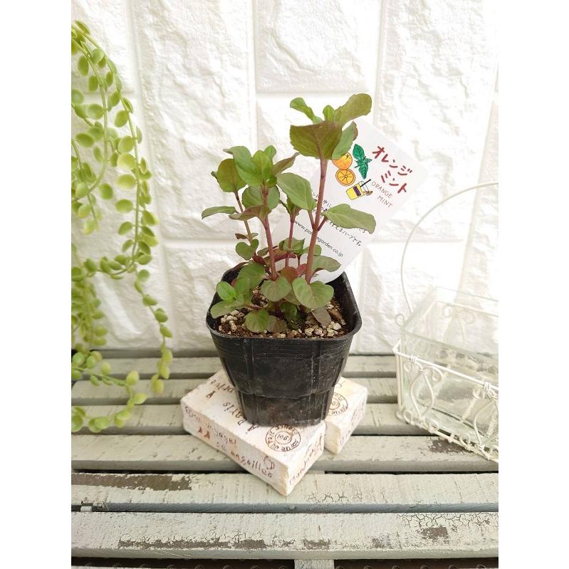 ハーブ苗 オレンジミント 9cmポット 1苗 : Gardener s Shop Ivy - 通販