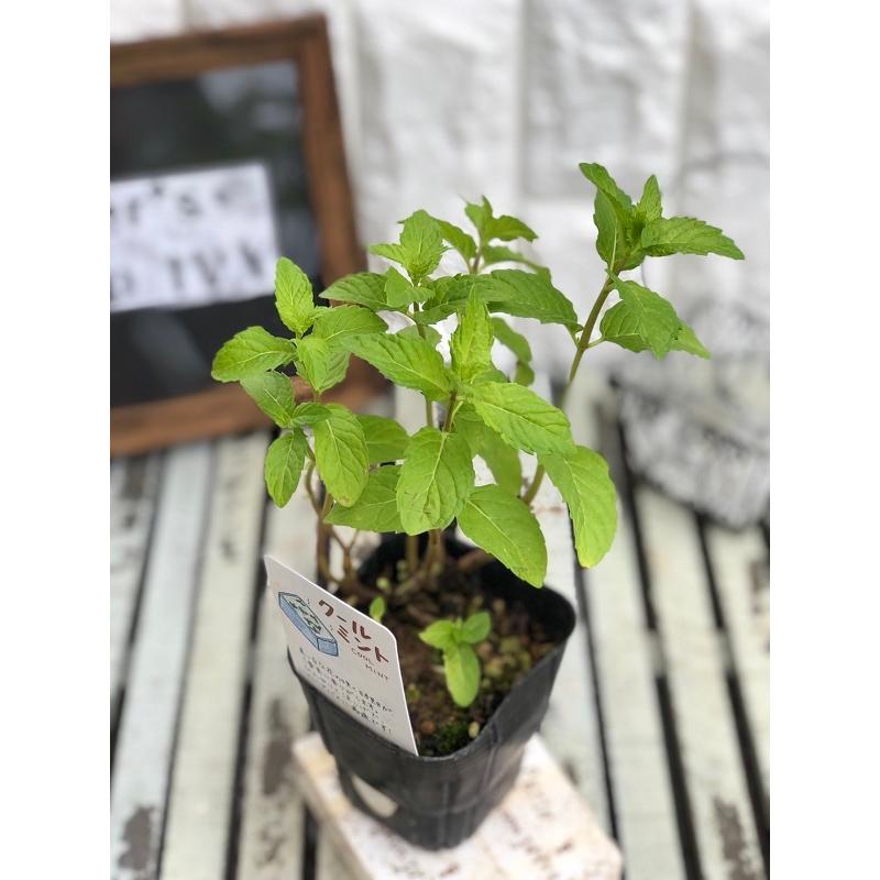【ハーブ苗】クールミント 9cmポット 1苗 herbnae0027Gardener s Shop Ivy 通販 Yahoo