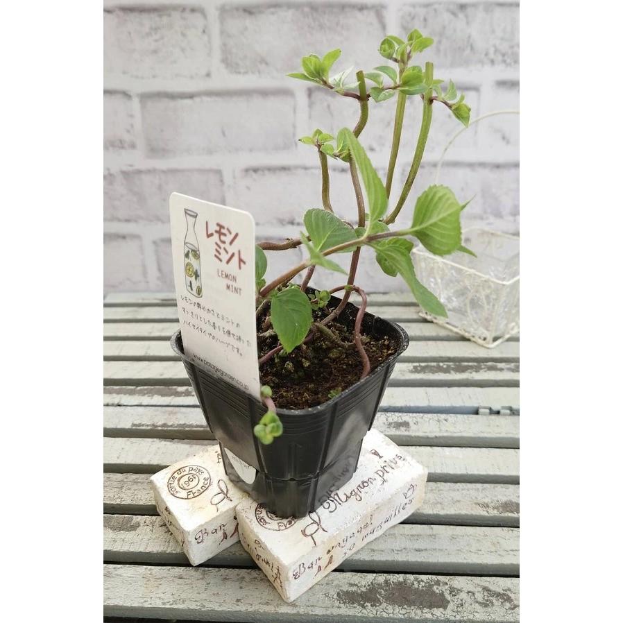 ハーブ苗 レモンミント 9cmポット 1苗 : Gardener s Shop Ivy - 通販