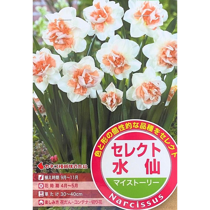 花球根 セレクト水仙 マイストーリー 2球入 カネコ種苗の球根 Kyuukon 0045 Gardener S Shop Ivy 通販 Yahoo ショッピング