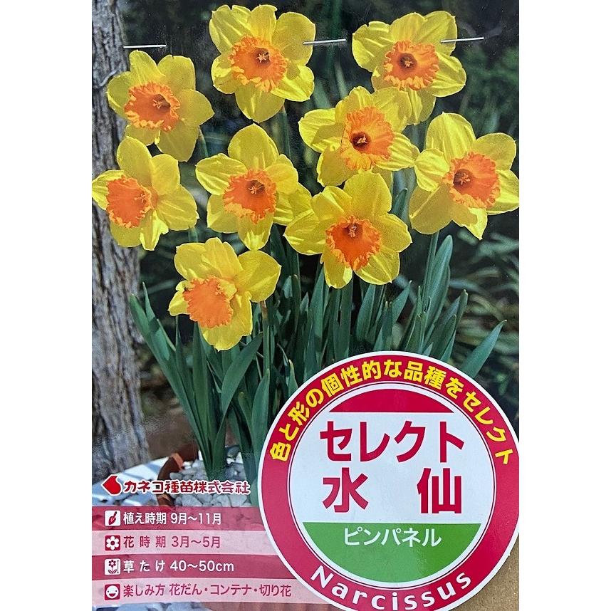 花苗　球根☆在庫セール Amazon.co.jp: ITANSE 花球根 八重咲き水仙 アイスキング 2球