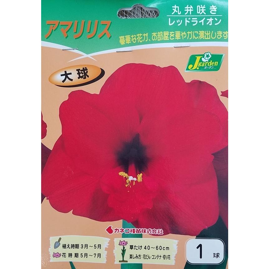 花球根 アマリリス 丸弁咲き レッドライオン 1球入 カネコ種苗の球根 Kyuukon 012 Gardener S Shop Ivy 通販 Yahoo ショッピング