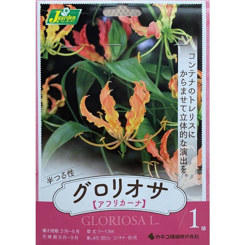 花球根 グロリオサ アフリカーナ アプリコットオレンジ １球入 カネコ種苗の球根 Kyuukon 013 Gardener S Shop Ivy 通販 Yahoo ショッピング