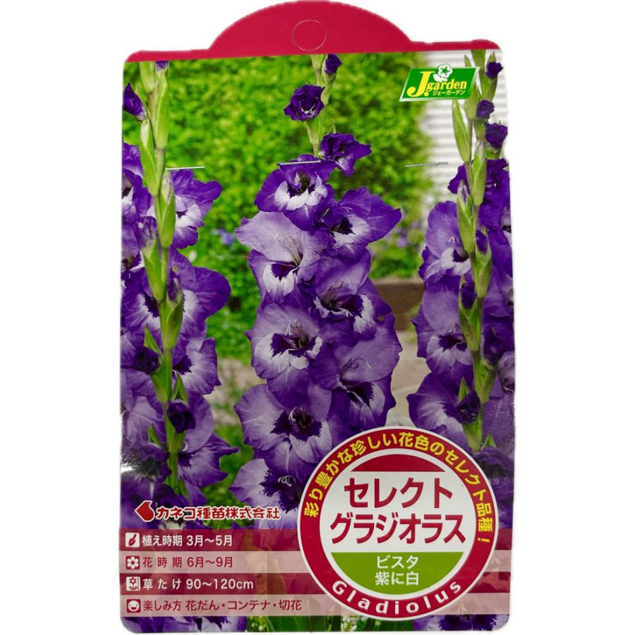 花球根 セレクト グラジオラス ビスタ 5球入 カネコ種苗の球根（Yahoo!・Gardener s Shop Ivy）