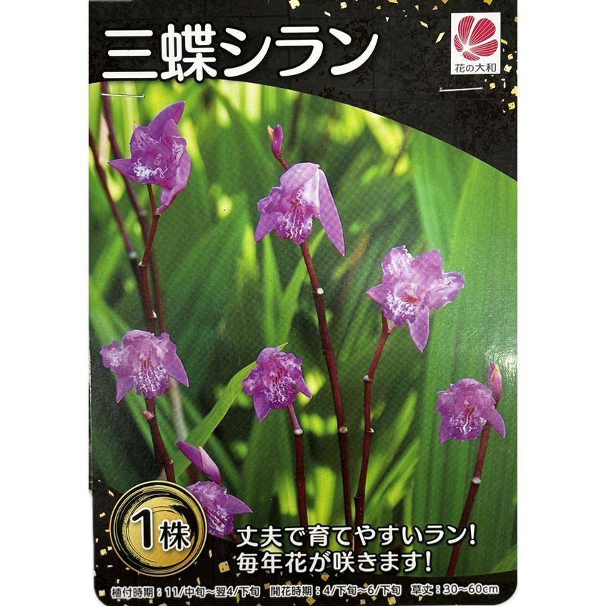 花球根 シラン 三蝶シラン 1株入 花の大和の球根（Yahoo!・Gardener s Shop Ivy）