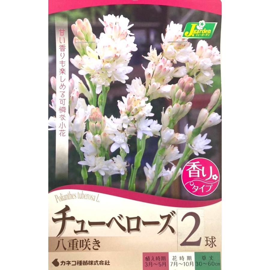 花球根 チューベローズ 八重咲き 3球入 カネコ種苗の球根 Kyuukon 016 Gardener S Shop Ivy 通販 Yahoo ショッピング