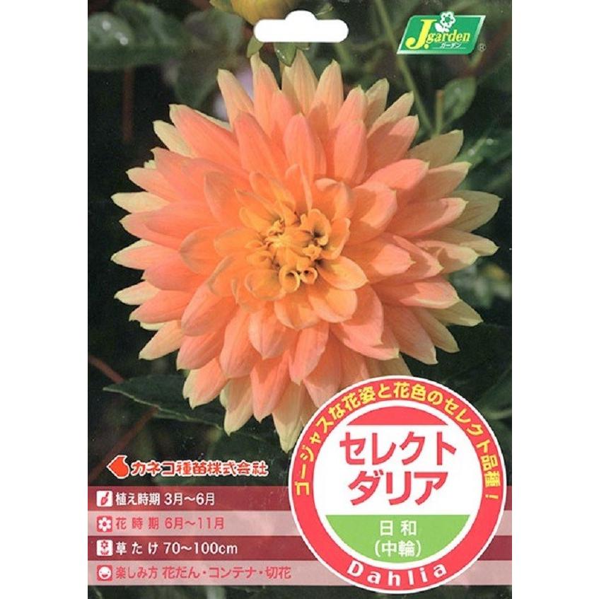 花球根 セレクト ダリア 日和 中輪 1球入 カネコ種苗の球根 Kyuukon 0164 Gardener S Shop Ivy 通販 Yahoo ショッピング