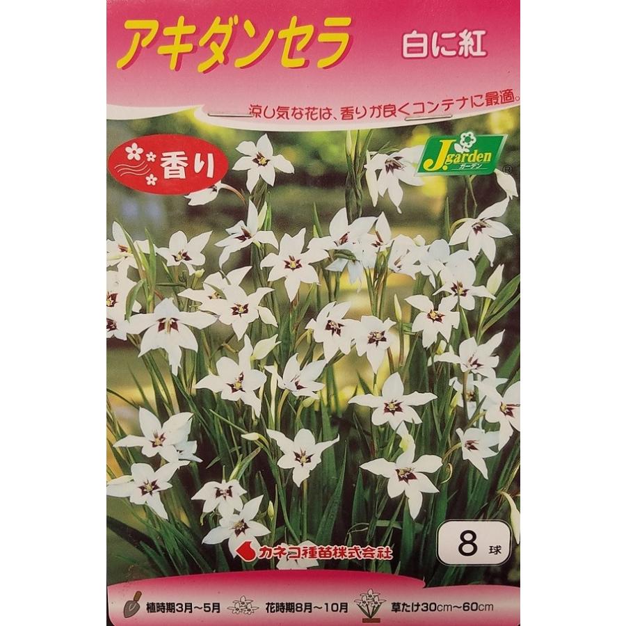 【花球根】アキダンセラ 白に紅 8球入 カネコ種苗の球根｜gardeningivy