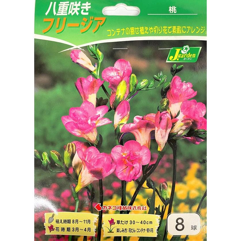 花球根 八重咲きフリージア 桃 8球入 カネコ種苗の球根 : Gardener s