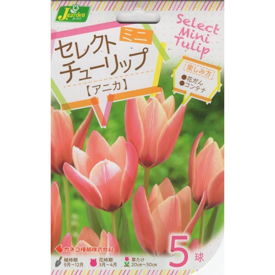 花球根】セレクトミニチューリップ アニカ 5球入 カネコ種苗の 花球根】セレクトミニチューリップ アニカ 5球入 カネコ種苗の