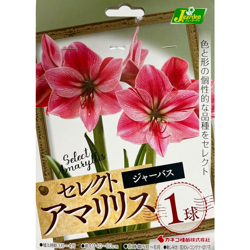 花球根】セレクト アマリリス ジャーバス 1球入 カネコ種苗の 花球根】セレクト アマリリス ジャーバス 1球入 カネコ種苗の