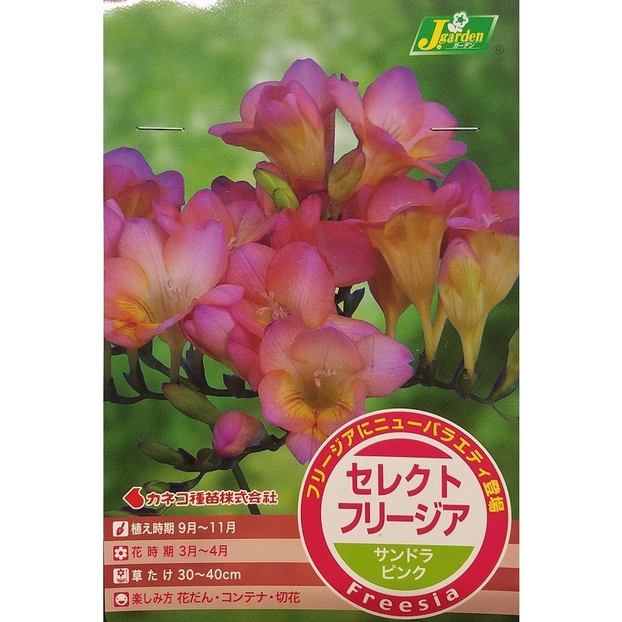 フリージア　送料込み 花球根】セレクトフリージア サンドラピンク 5球入 カネコ種苗の球根
