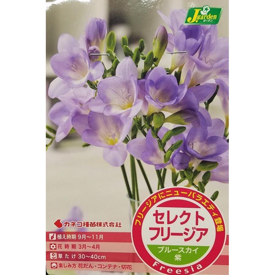 花球根 セレクトフリージア ブルースカイ 紫 5球入 Kyuukon 0300 Gardener S Shop Ivy 通販 Yahoo ショッピング