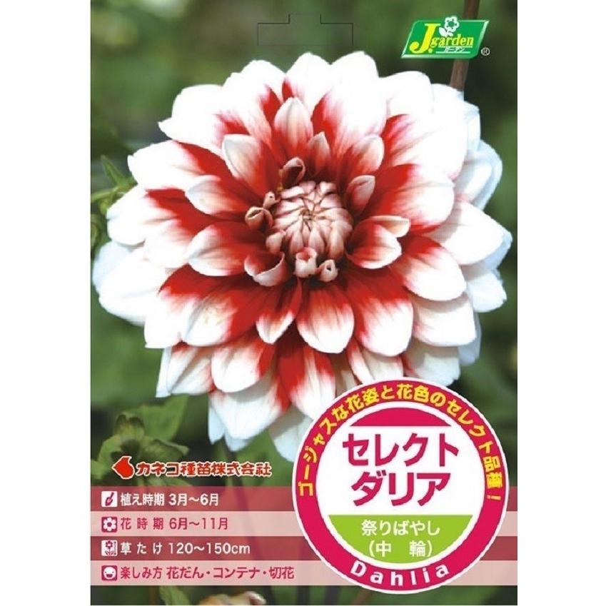 花球根 セレクト ダリア 祭りばやし 中輪 1球入 カネコ種苗の球根 Kyuukon 0305 Gardener S Shop Ivy 通販 Yahoo ショッピング