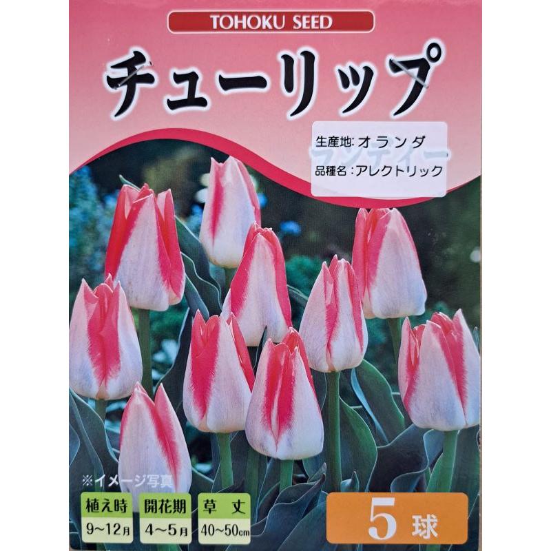 花球根】 チューリップ アレクトリック 5球入 トーホクの球根