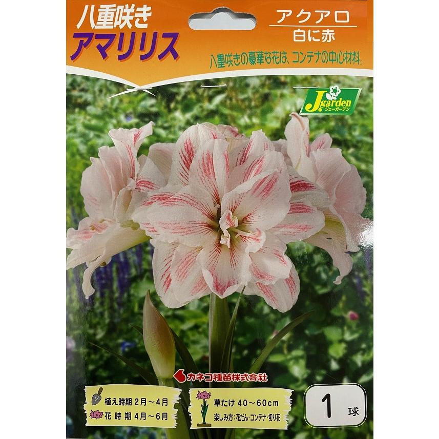 花球根】八重咲きアマリリス アクアロ 1球入 カネコ種苗の球根