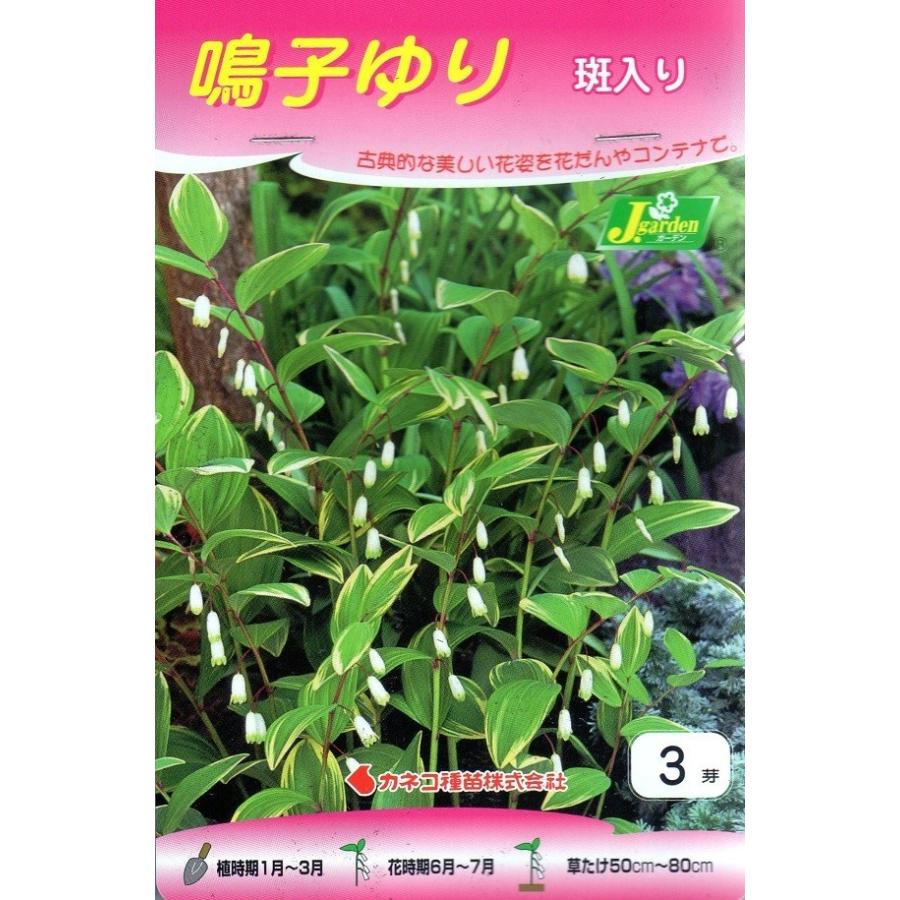 鳴子百合球根3球
