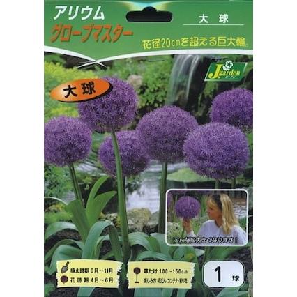 花球根 アリウム グローブマスター 大球1球入 Kyuukon 036 Gardener S Shop Ivy 通販 Yahoo ショッピング