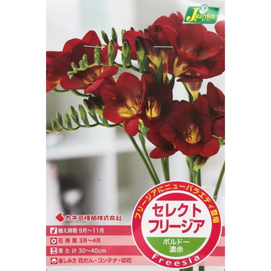 花球根 セレクトフリージア ボルドー 濃赤 5球入 Kyuukon 0426 Gardener S Shop Ivy 通販 Yahoo ショッピング