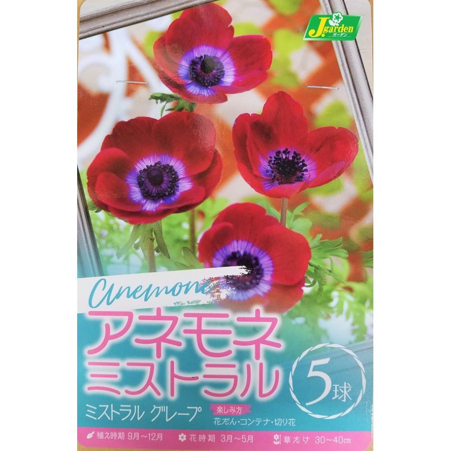 花球根 アネモネ ミストラル グレープ 5球入 カネコ種苗の球根 Kyuukon 0433 Gardener S Shop Ivy 通販 Yahoo ショッピング