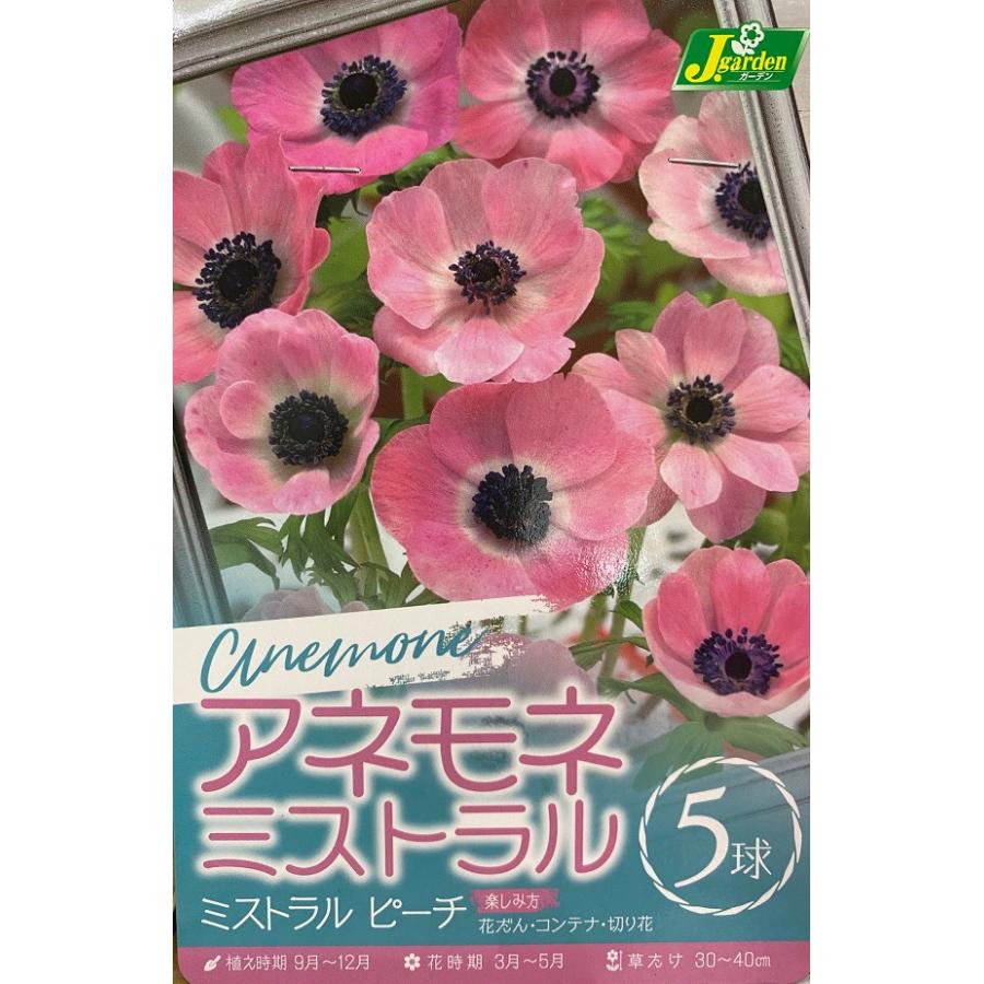 花球根 アネモネ ミストラル ピーチ 5球入 カネコ種苗の球根 Kyuukon 0434 Gardener S Shop Ivy 通販 Yahoo ショッピング