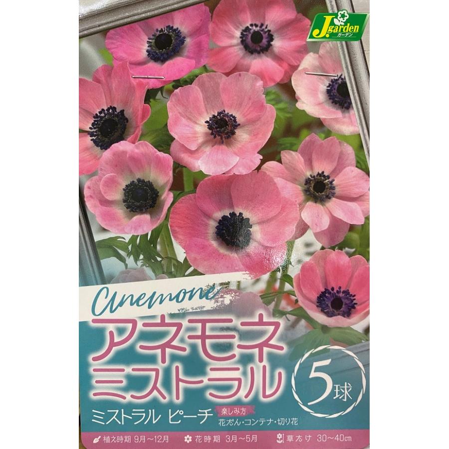 花球根 アネモネ ミストラル ピーチ 5球入 カネコ種苗の球根 Kyuukon 0434 Gardener S Shop Ivy 通販 Yahoo ショッピング