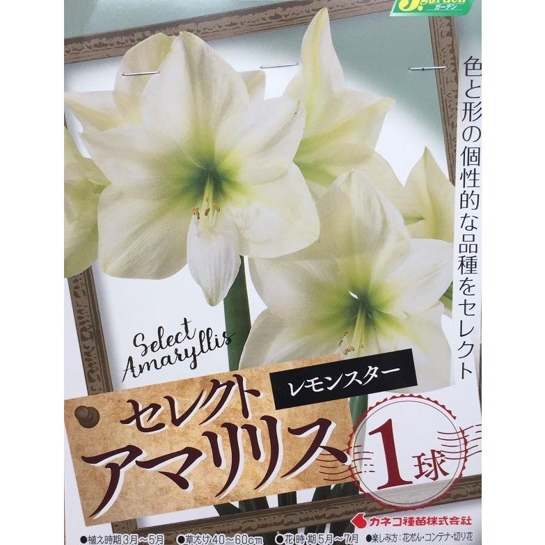 花球根 セレクト アマリリス レモンスター 1球入 カネコ種苗の球根 Kyuukon 0435 Gardener S Shop Ivy 通販 Yahoo ショッピング
