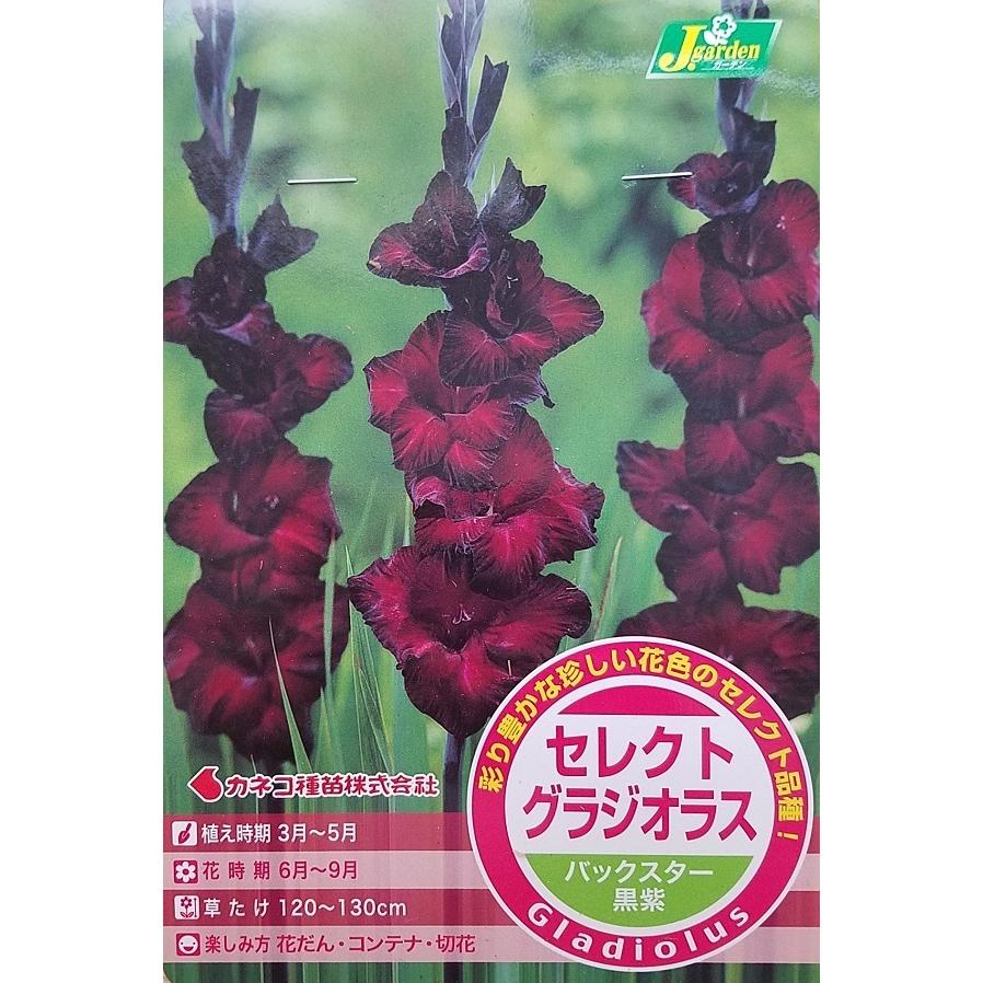 花球根 セレクト グラジオラス バックスター 5球入 カネコ種苗の球根 Kyuukon 0444 Gardener S Shop Ivy 通販 Yahoo ショッピング