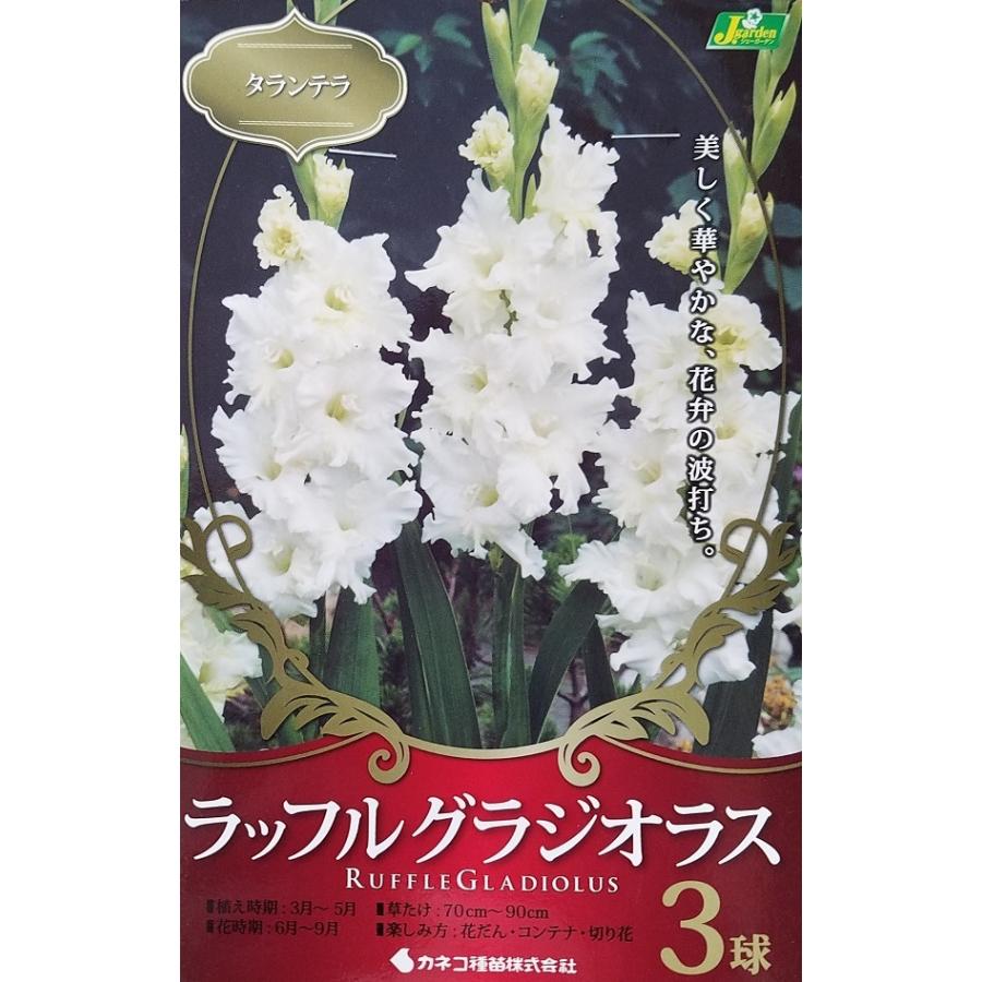 花球根 ラッフル グラジオラス タランテラ 3球入 カネコ種苗の球根 Kyuukon 0446 Gardener S Shop Ivy 通販 Yahoo ショッピング