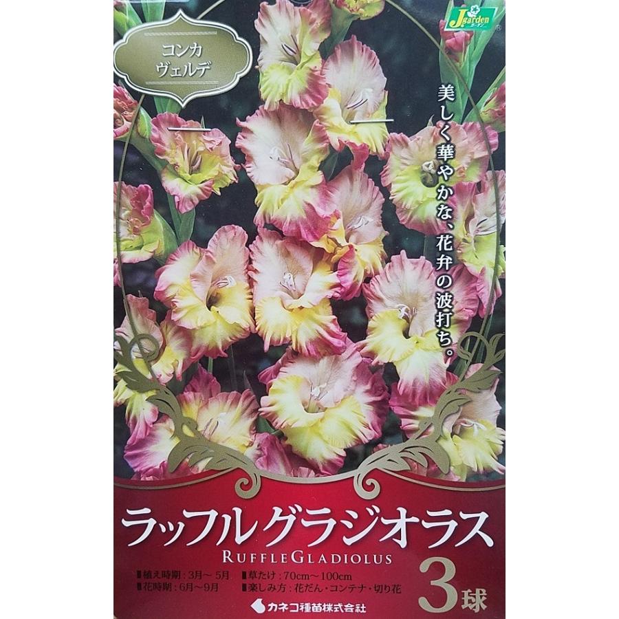 花球根 ラッフル グラジオラス コンカ ヴェルデ 3球入 カネコ種苗の球根 Kyuukon 0447 Gardener S Shop Ivy 通販 Yahoo ショッピング