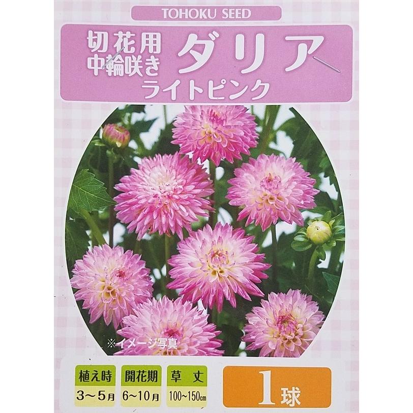 花球根】切花用 中輪咲き ダリア ライトピンク バーレイボキャ