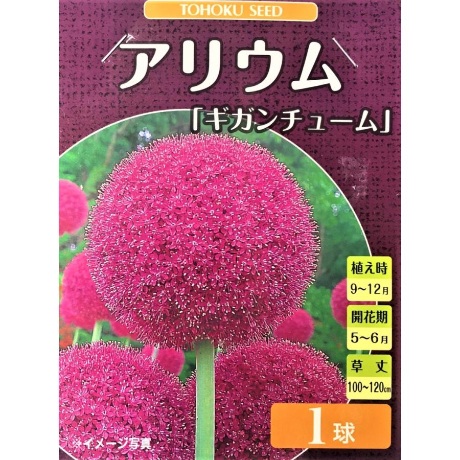 花球根 アリウム ギガンチューム 1球入 トーホクの球根 Kyuukon 0463 Gardener S Shop Ivy 通販 Yahoo ショッピング