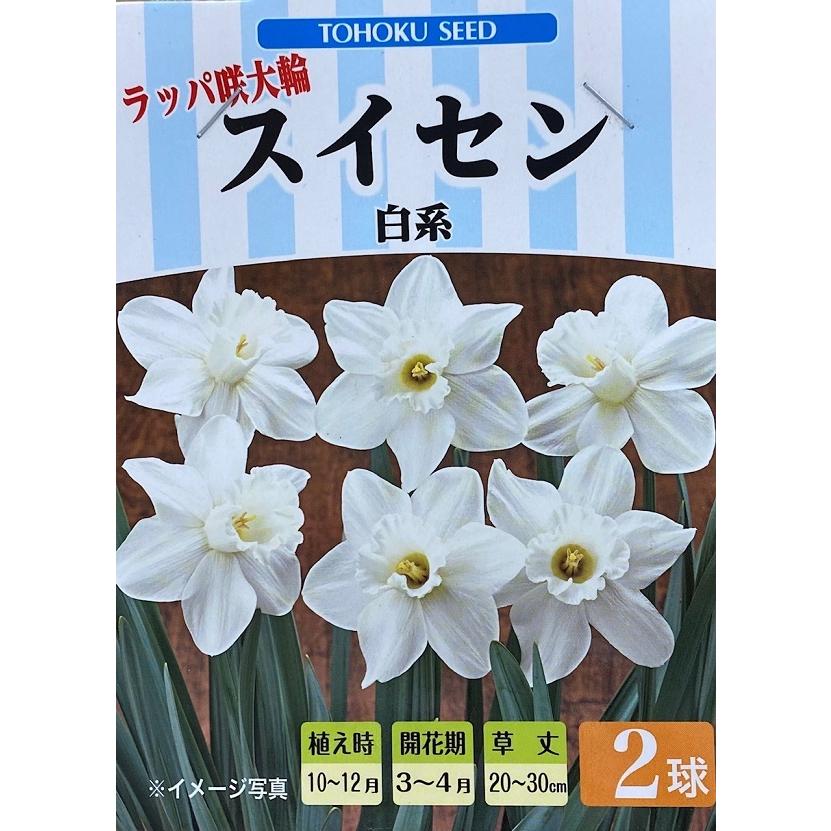 花球根】ラッパ咲大輪 スイセン 白系(品種名：ウォッチアップ) 2球入 