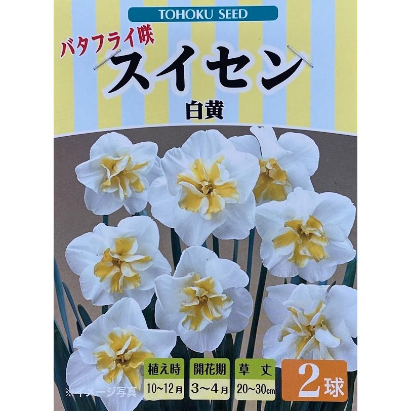 花球根 バタフライ咲 スイセン 白黄(品種名：ベラエステラ) 2球入