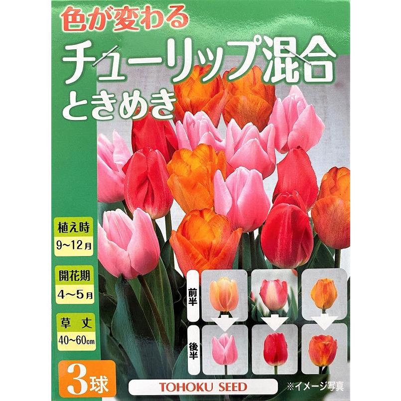 花球根】色が変わる チューリップ 混合 ときめき 3球入 トーホク 花球根】色が変わる チューリップ 混合 ときめき 3球入 トーホク