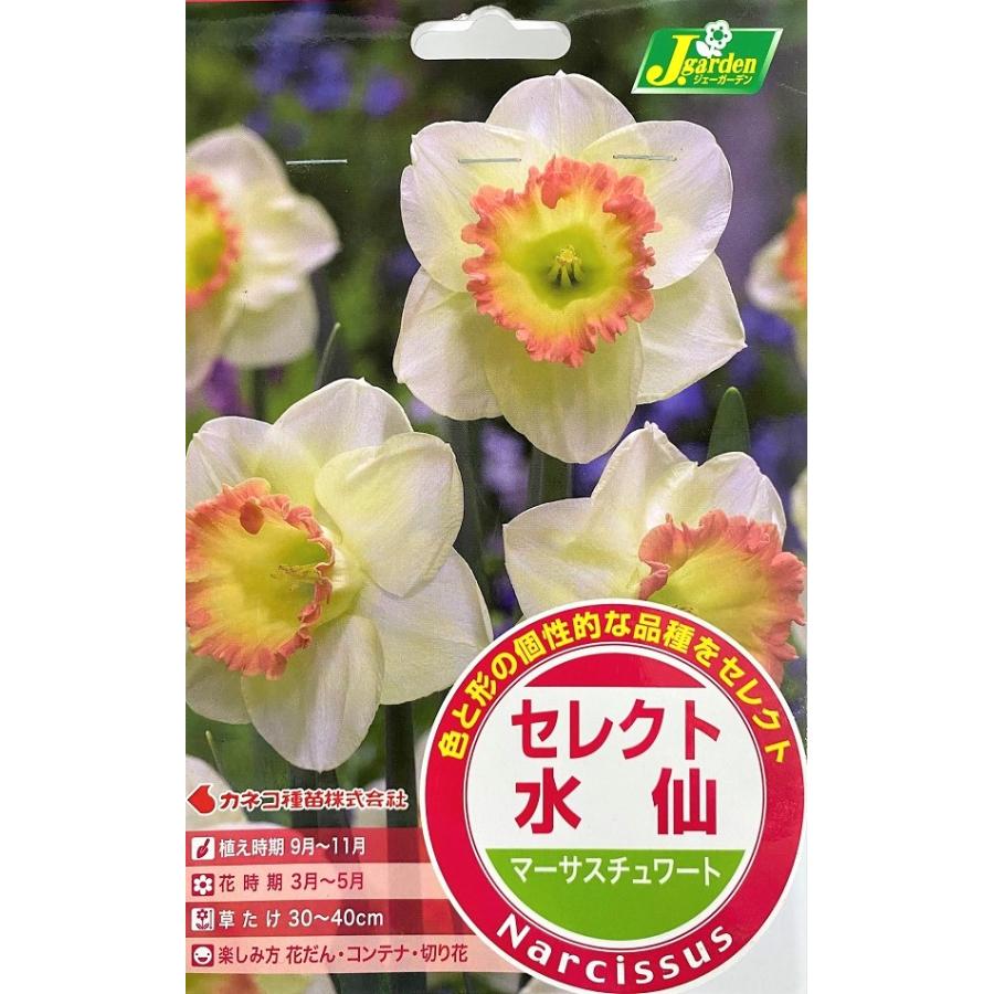 花球根】セレクト水仙 マーサスチュワート 2球入 カネコ種苗の球根