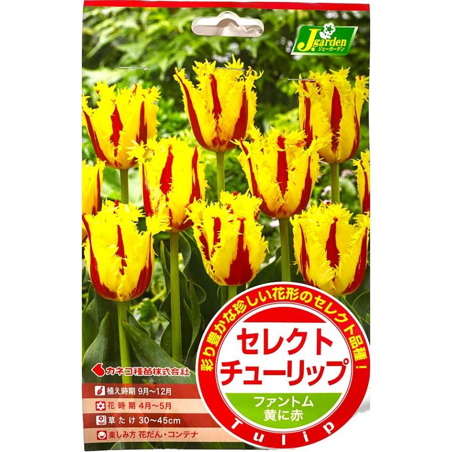 花球根 セレクトチューリップ ファントム 3球入 カネコ種苗の球根